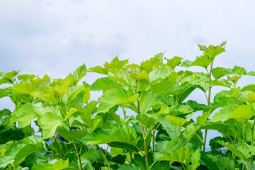 Mulberry trees field