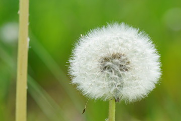 Löwenzahn Pusteblume in Detail