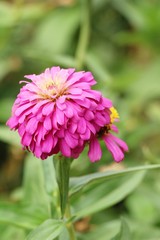 Beautiful bloom colorful flowers in the garden
