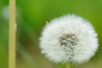 Löwenzahn Pusteblume in Detail