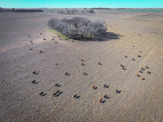 Meat production,  livestock in Pampas region, Aerial view,Argentina