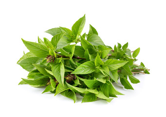 sweet basil isolated on white background. full depth of field