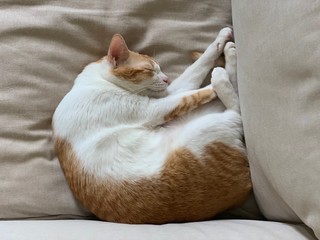 brown tabby cat sleepy