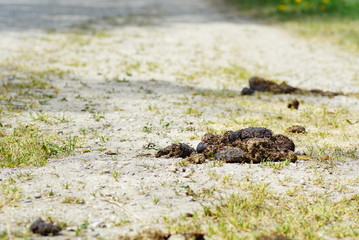 Pferdeäpfel Wanderweg
