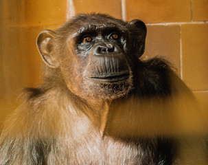 Szympans, małpa, monkey,Pan, troglodytes, Pan troglodytes © Dreamnordno