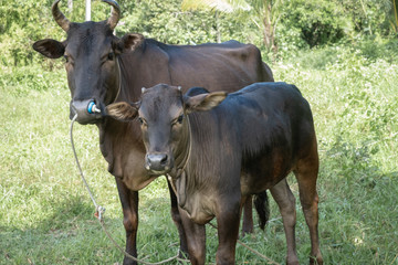 Obraz premium Two cows standing In the green field