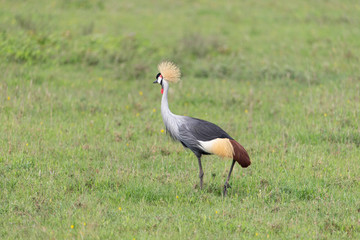 Fototapeta premium Beautiful Golden Crowned Crane in Tanzania Africa