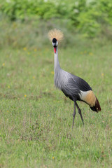 Naklejka premium Beautiful Golden Crowned Crane in Tanzania Africa