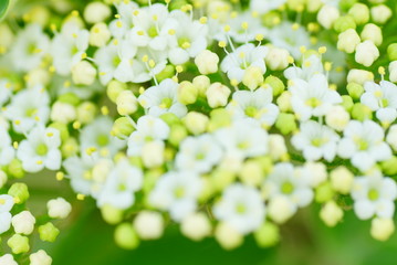 Blumen Frühlingsblume