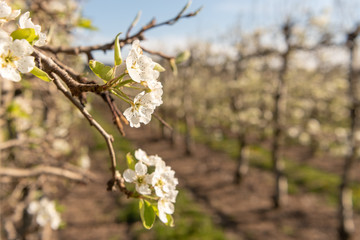 Blossoming apple orchard in spring. Germany, Europe. Beauty world