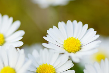 Fototapeta premium Gänseblümchen Kammile