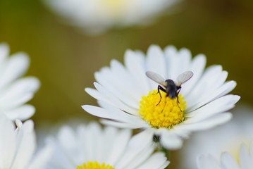 Fototapeta premium Fliege Gänseblümche