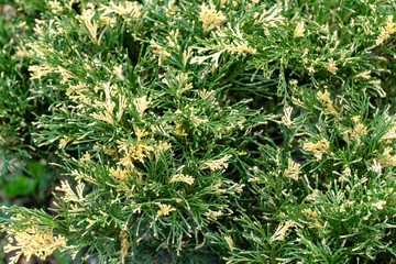 Obraz premium Bright variegated needles with white tips Cossack juniper (Juniperus sabina) Variegata decorates any garden. Great background for natural design