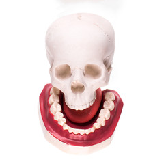 Obraz premium human skull on white isolated background