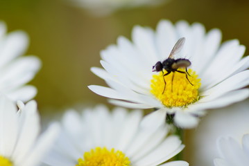 Fliege Gänseblümche