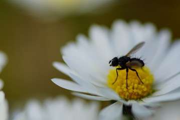 Fliege Gänseblümche