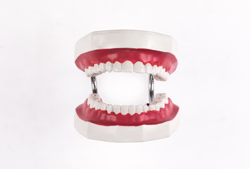 medical teeth model isolated on white background