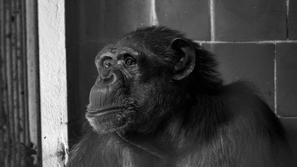 Szympans, małpa, monkey,Pan, troglodytes, Pan troglodytes © Dreamnordno