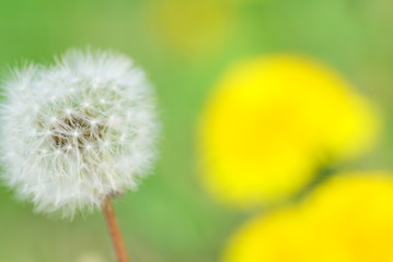 Löwenzahn Pusteblume 