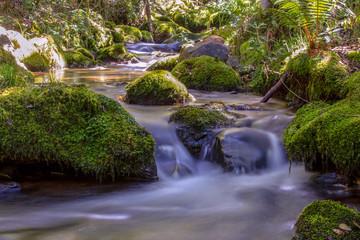 Multiple exposure of different spots of a ravine with rocks covered in moss at the highlands of Iguaque, at the center of the Colombian Andes.