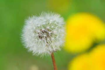Löwenzahn Pusteblume 