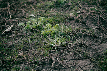 Young plants in the garden. Green plants background.