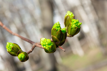 Close-up of a tree branch with buds background, spring