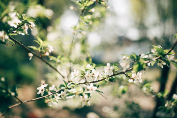 beautiful spring flower