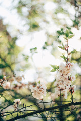 beautiful spring flower