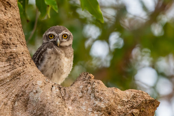 Spotted Owlet perching on tree looking at camera