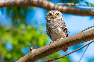 Spotted Owlet perching on tree looking at camera