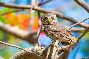 Spotted Owlet perching on tree looking at camera