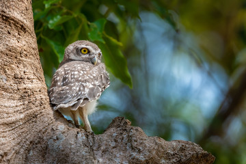 Spotted Owlet chick perching on tree looking into distance with blur background