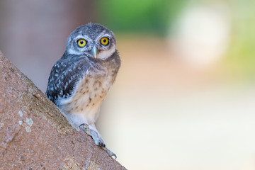 Spotted Owlet chick perching on tree looking at the camera with blur background