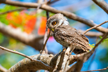Spotted Owlet perching on tree looking into distance