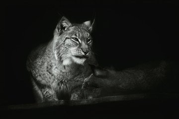 Portret van een close-up van een zittende lynx op een geïsoleerde zwarte achtergrond