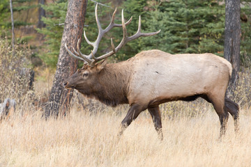 Beautiful Majestic Bull Elk in Jasper National Park Alberta Canada