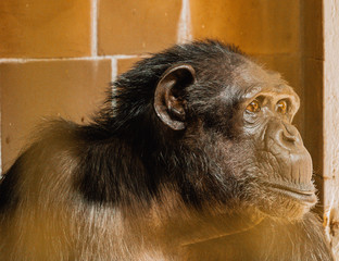 Szympans, małpa, monkey,Pan, troglodytes, Pan troglodytes - obrazy, fototapety, plakaty