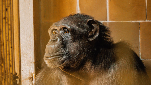 Szympans, małpa, monkey,Pan, troglodytes, Pan troglodytes