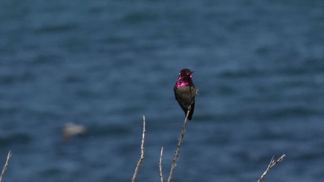 Annas hummingbird, La Jolla Cove, San Diego, California, USA