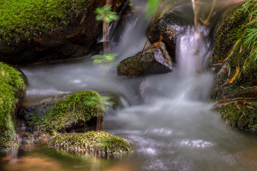 Multiple exposure of different spots of a ravine with rocks covered in moss at the highlands of Iguaque, at the center of the Colombian Andes.