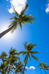 palm trees against blue sky