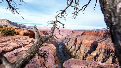 dead tree in bryce canyon