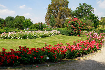 Roses, Rose garden, Bad Langensalza, Thuringia, Germany, Europe