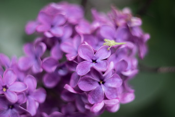 Naklejka na ściany i meble closeup of purple flower of lilac 