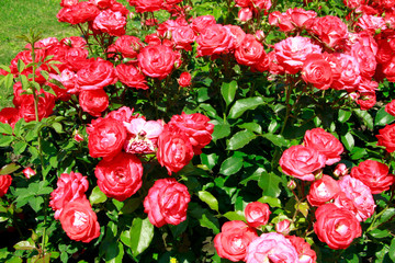 Roses, Rose garden, Bad Langensalza, Thuringia, Germany, Europe