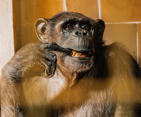 Szympans, małpa, monkey,Pan, troglodytes, Pan troglodytes © Dreamnordno