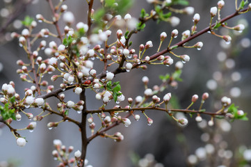 cherry tree blossom