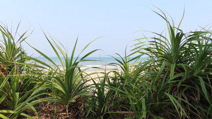 green coconut palms in asia on the white sand beach