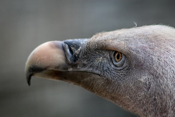 Vulture looking at the horizon